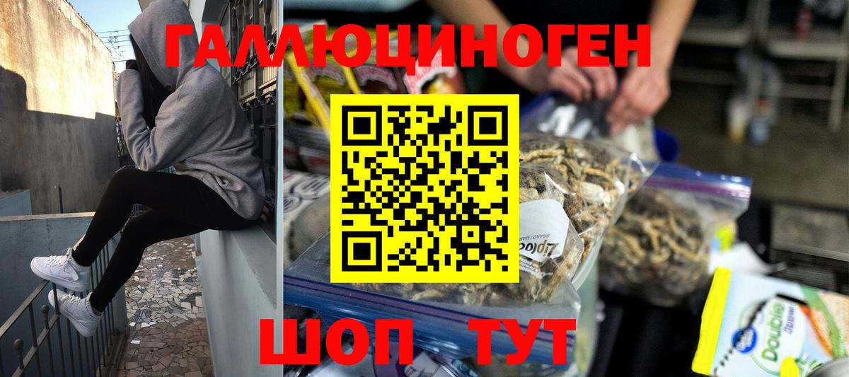 Галлюциногенные грибы Psilocybe Курчатов